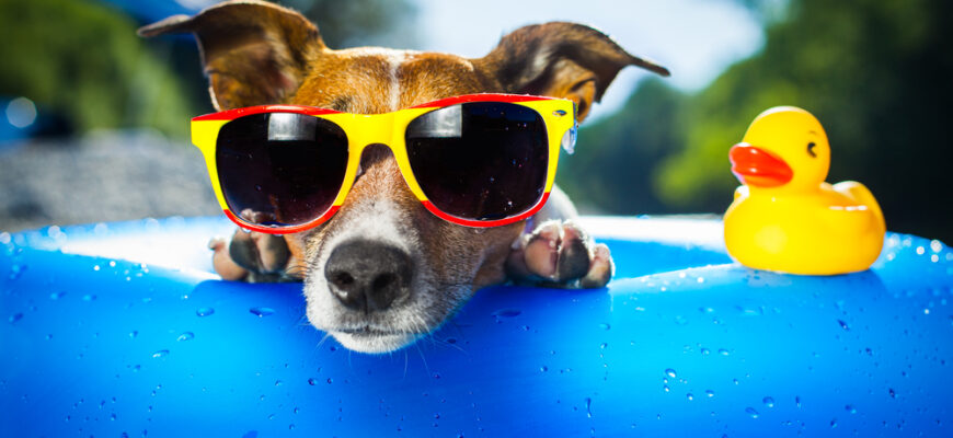 Dog,On,Blue,Air,Mattress,In,Refreshing,Water